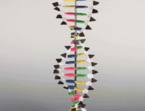 مدل DNA