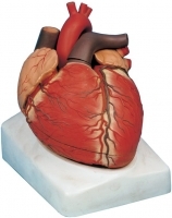 مولاژ قلب سه برابر اندازه طبیعی