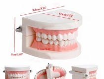 مولاژ دندان در اندازه طبیعی (آموزش مسواک زدن)