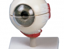 مدل (مولاژ) کره چشم 10 برابر اندازه طبیعی 